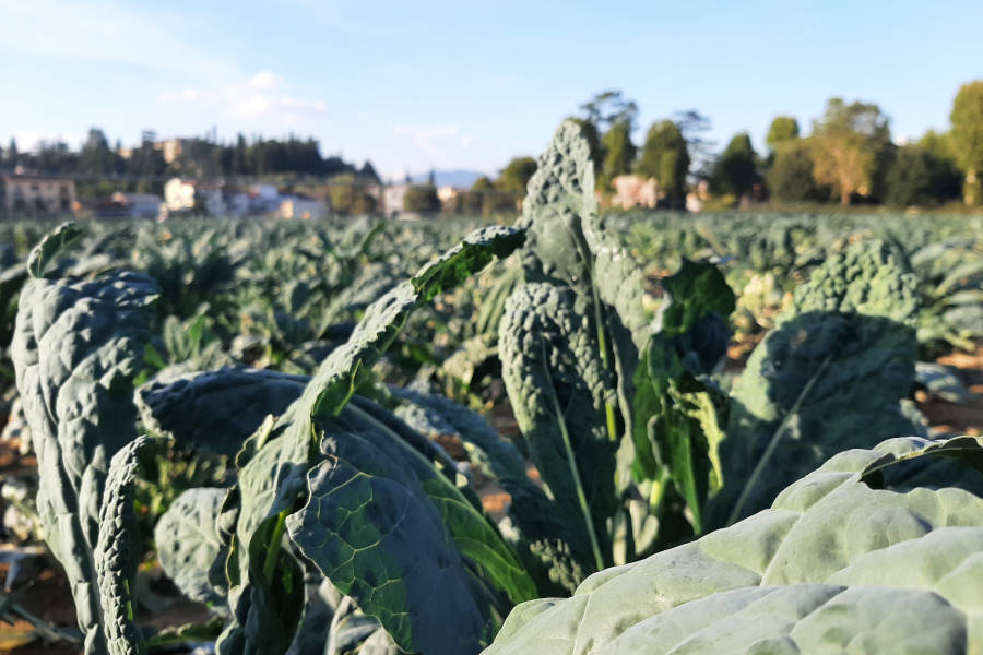 La nostra linea di prodotti Cavolo Nero di Firenze